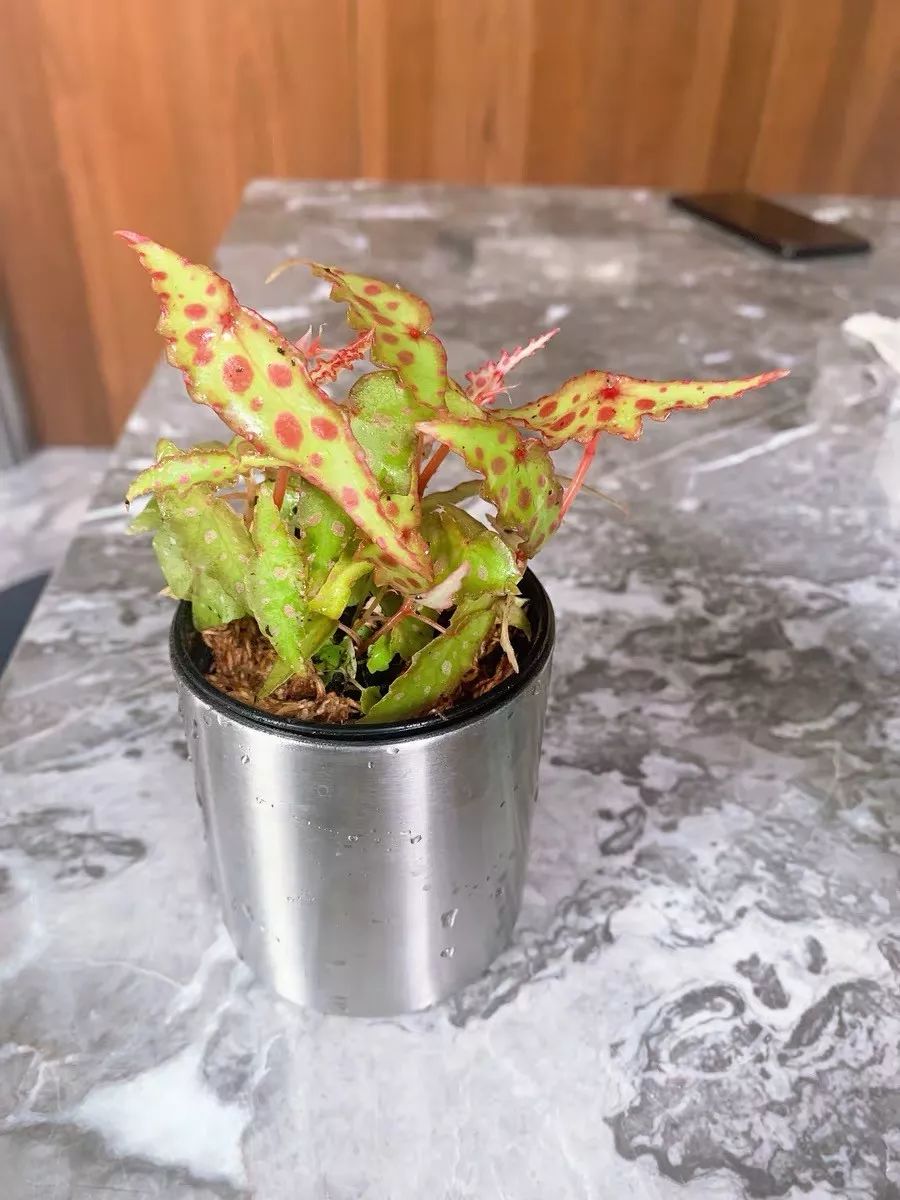 94种常见唯美观叶植物,会开花的绿色硬叶植物