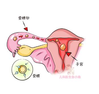 好孕攻略排卵期的七大表现,排卵期攻略助你好孕
