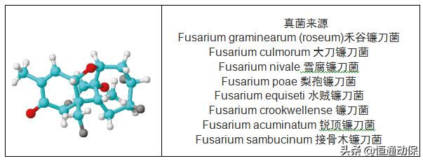 霉菌毒素对母猪造成哪些危害,母猪带毒的危害以及解决措施