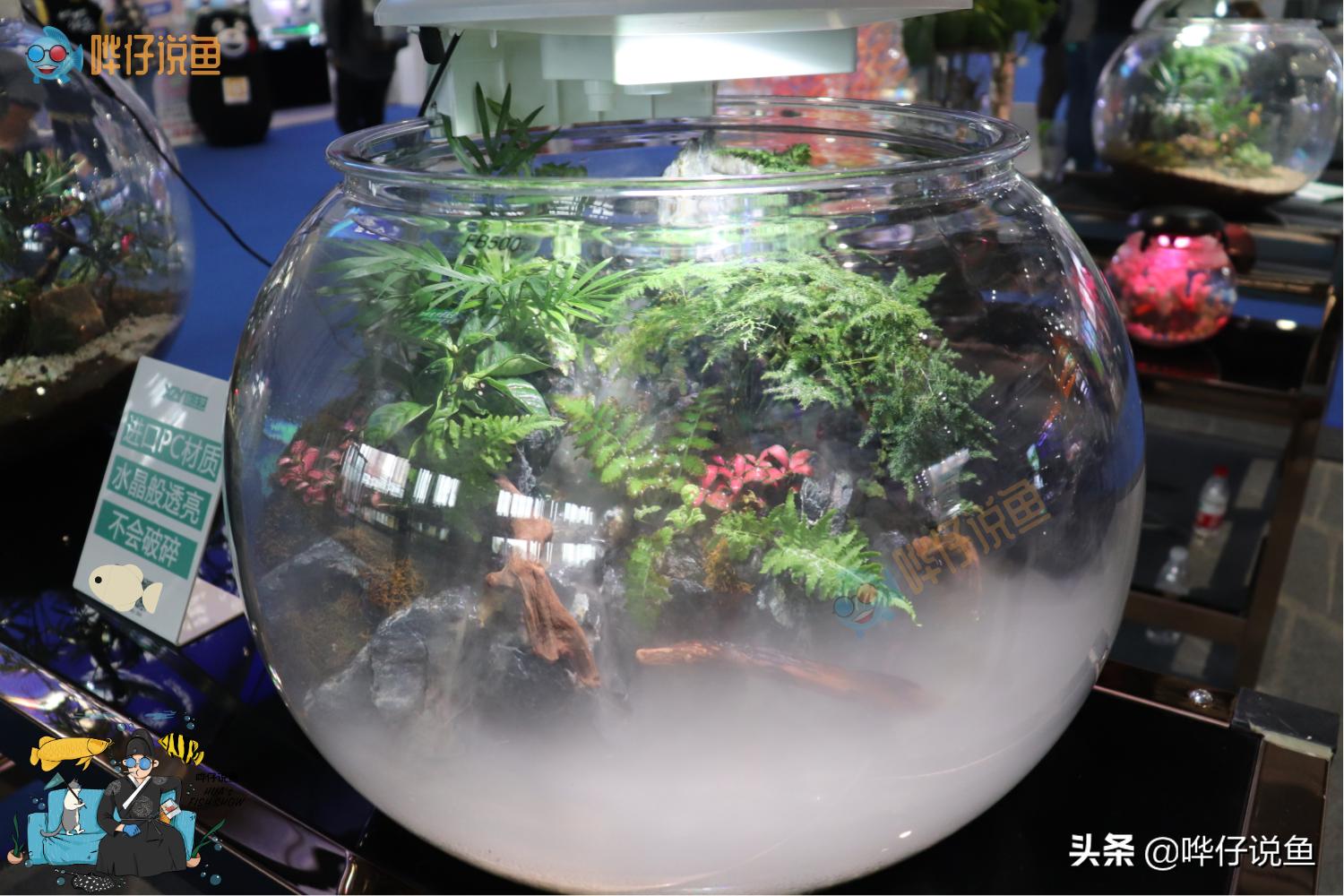 圆形鱼缸对鱼残忍吗,圆形鱼缸适合养什么鱼