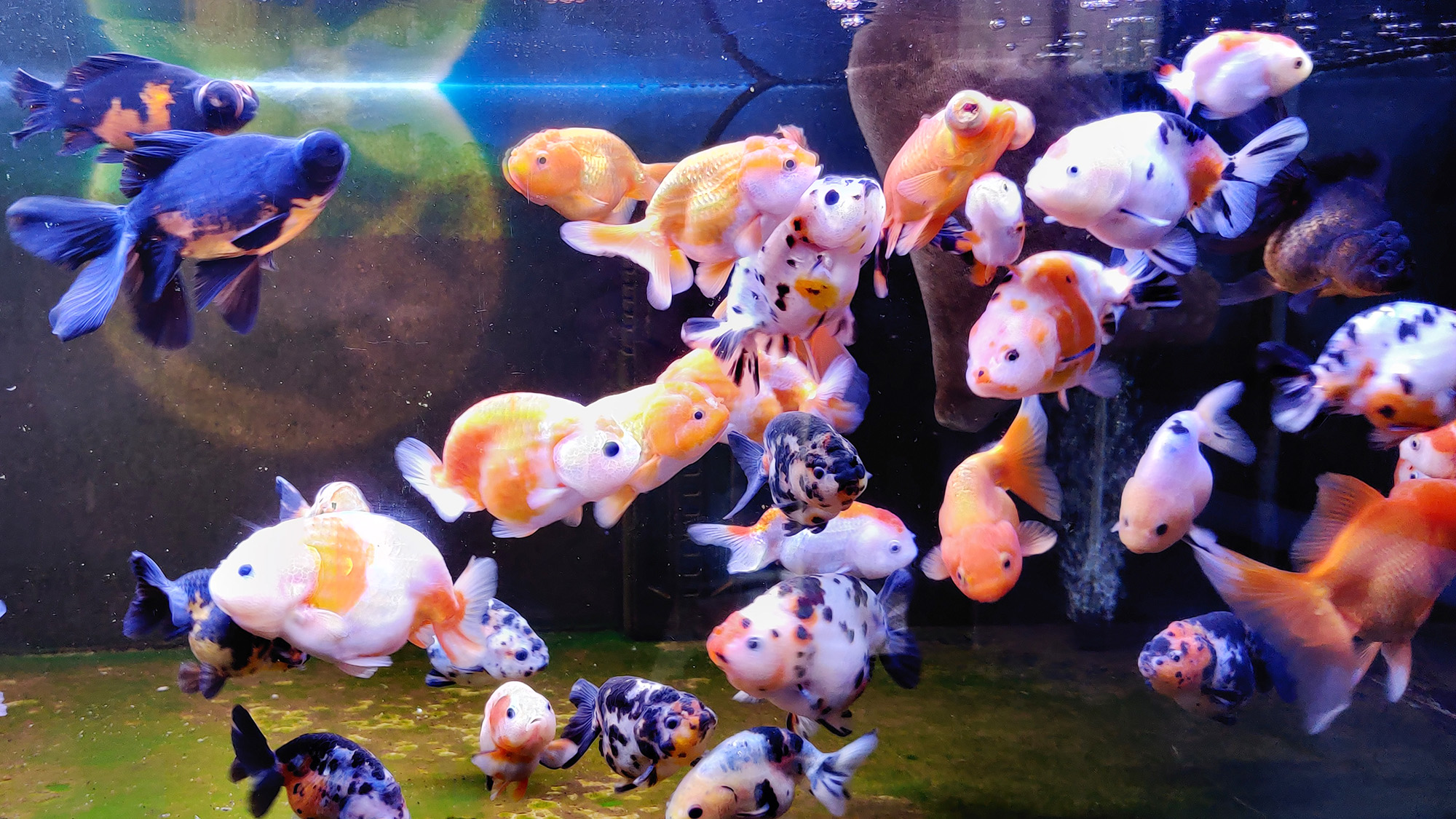 免换水小鱼缸真实测评,免清洗鱼缸靠谱么