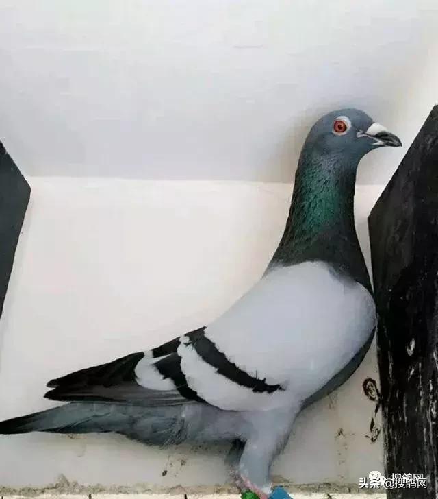 阿莫西林能治单眼伤风吗,巧用人药治单眼伤风