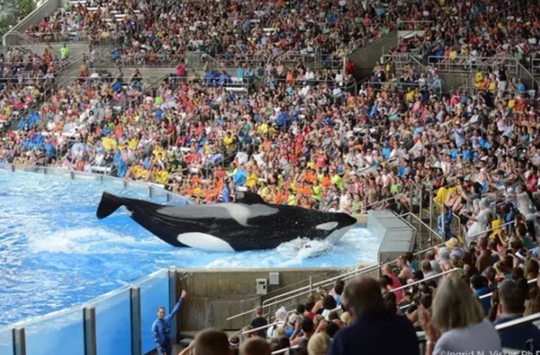 每个生命都值得被虐待,任何生命都不该被虐待