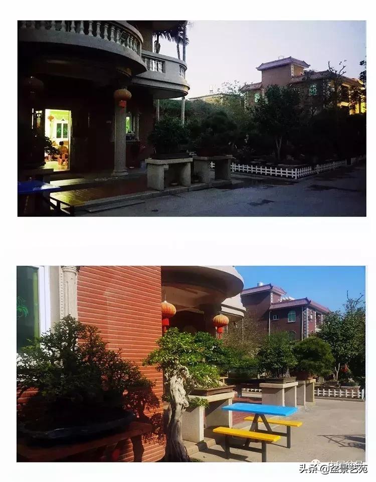 陈文图榕树欣赏,陈文图盆景