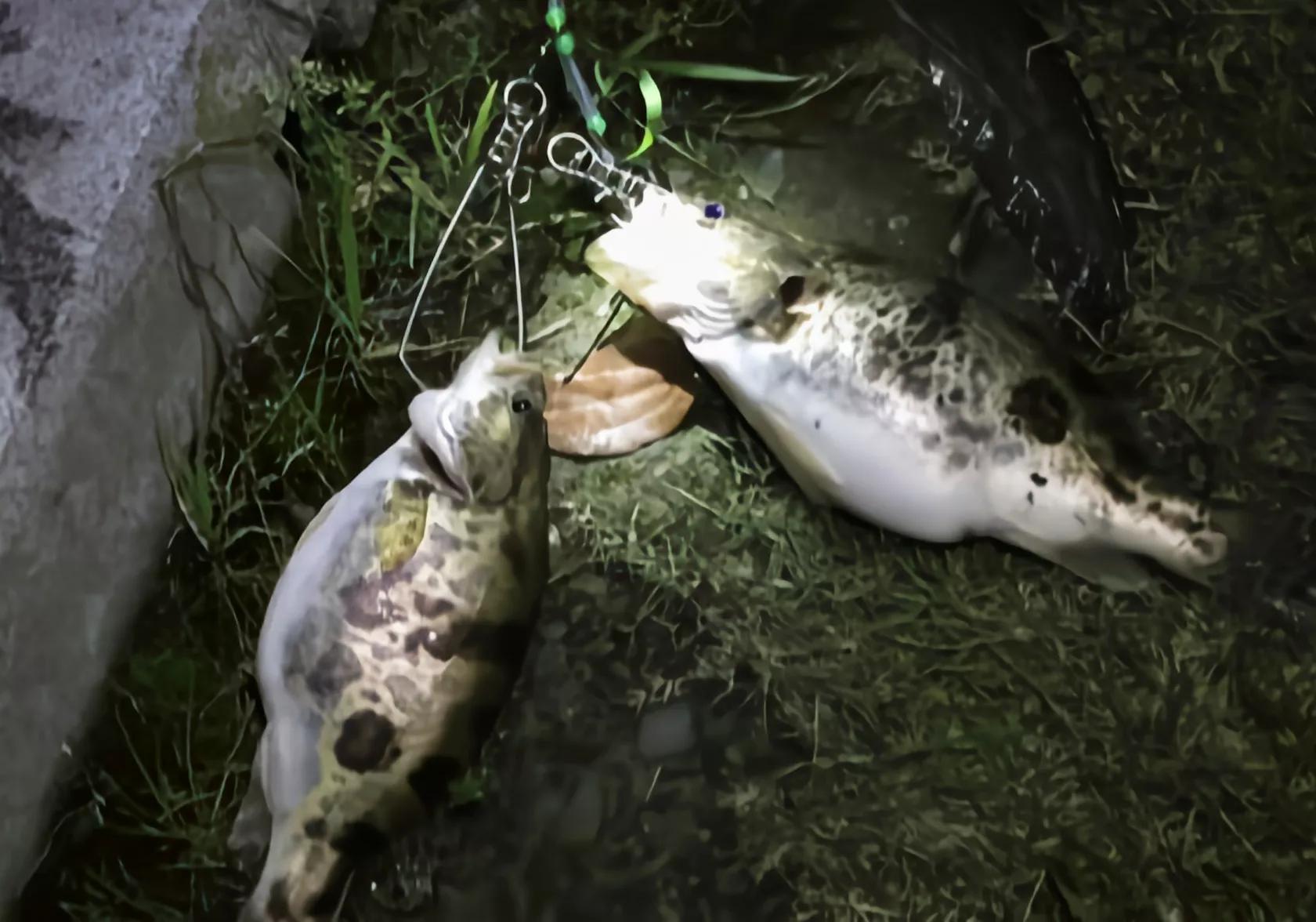 饱受争议的泥鳅钓鱼,为什么不准使用泥鳅钓法