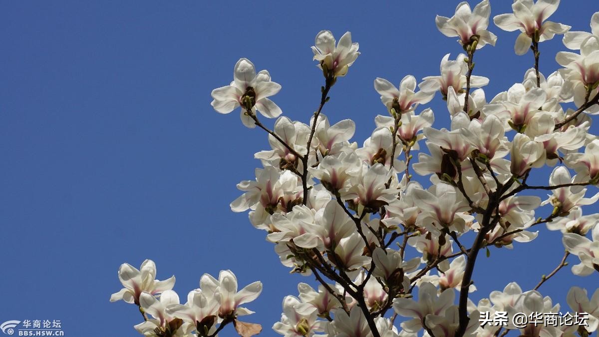 疫情下的城市生活纪录片,西安疫情每天新增记录图