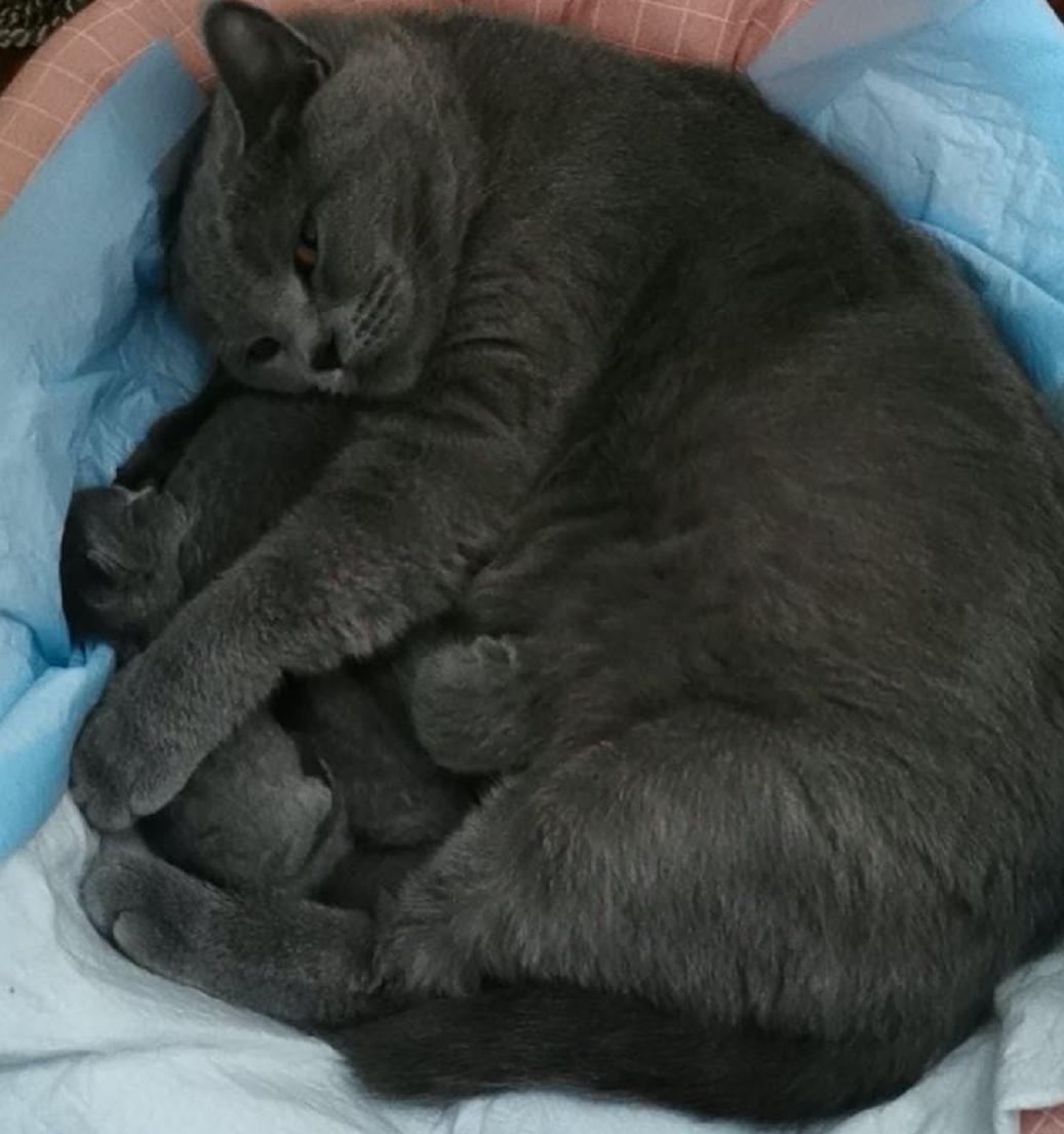 英短蓝白母猫最佳绝育年龄,英短蓝猫小奶猫的成长历程