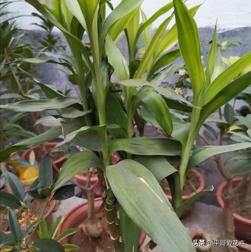 富贵竹叶片发黄怎样解决,富贵竹叶片尖发黄怎么办