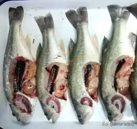 高温天气加州鲈生长缓慢原因为何,高温来袭如何养好加州鲈