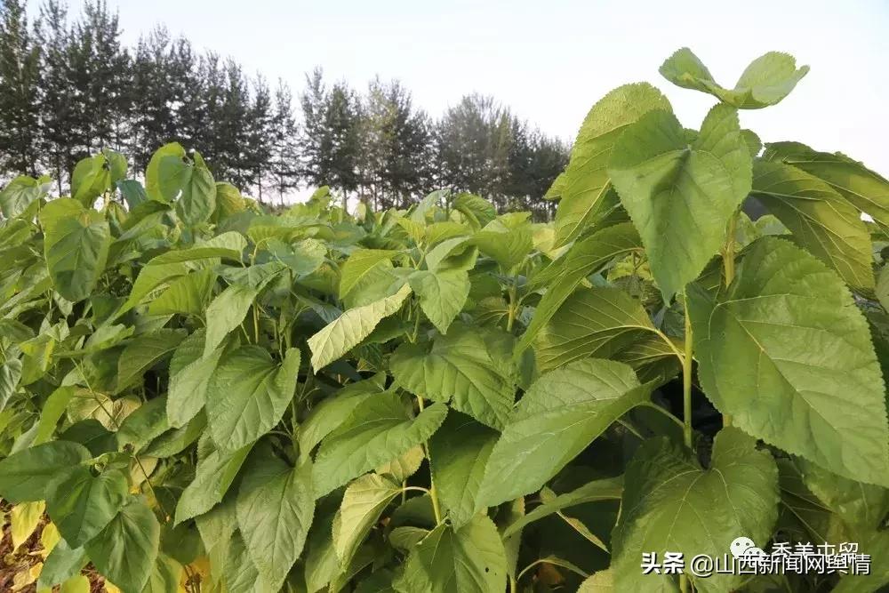 屯留区未来城市发展方向,屯留城区发展方向