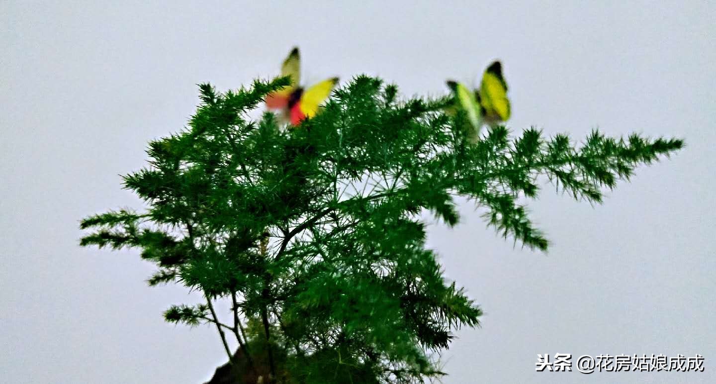 怎么让文竹长得矮趴趴,文竹如何长得矮