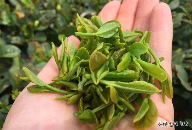 崂山茶哪个牌子最正宗,崂山茶的特点及鉴别方法