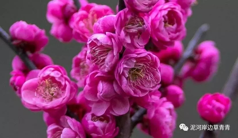 鼠年最佳20副春联,鼠年最佳10副春联