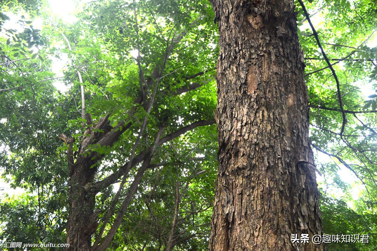 世界上真的有趣的冷知识,世界100个奇葩冷知识