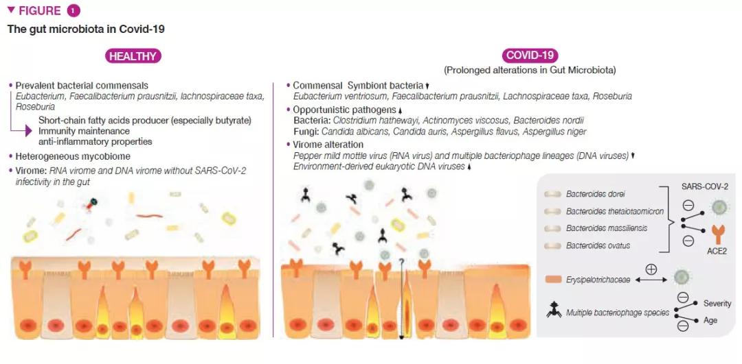 新冠肺炎和肠道菌群的关系,新冠肺炎患者肠道菌群