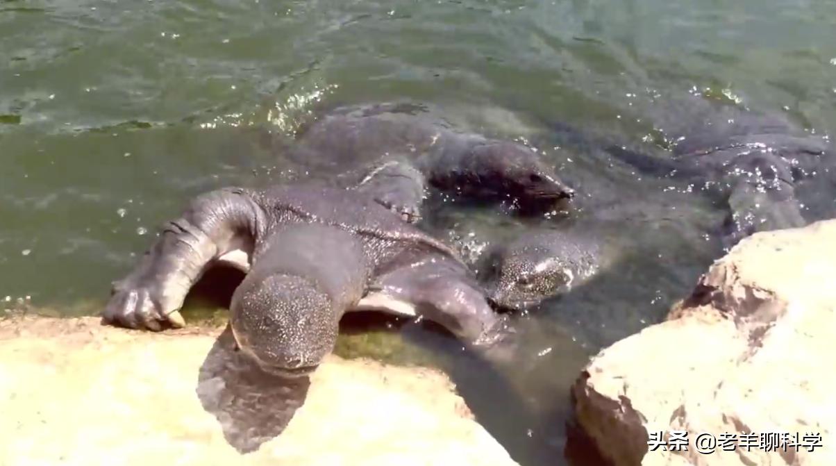 长出白斑!恒河鳖被宠到自然老死而泛滥,中国吃货能解决吗?
