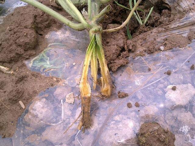 西瓜得了蔓枯病能全死亡吗,大棚西瓜的蔓枯病怎么治疗