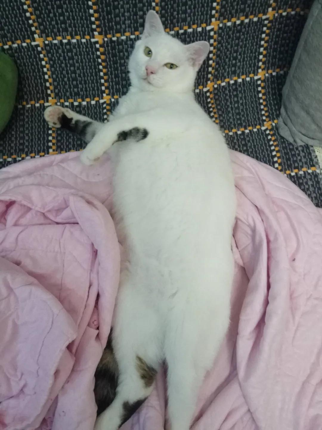 10年前捡回的猫变成的人,8年前从垃圾堆里捡的猫