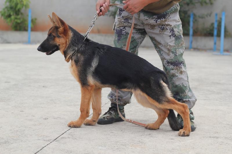 5大饲养禁忌,养犬的100个常见问题