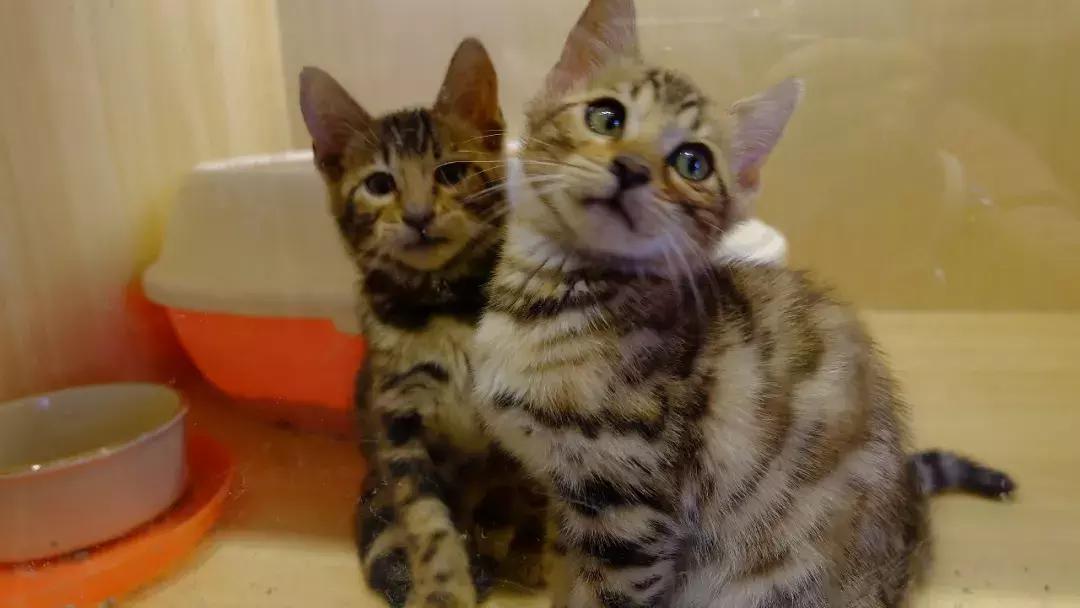 北京南锣鼓巷东一公里打卡地,北京南锣鼓巷旅游攻略必玩的景点