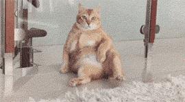 畅享一夏萌宠洗护,畅享宠物