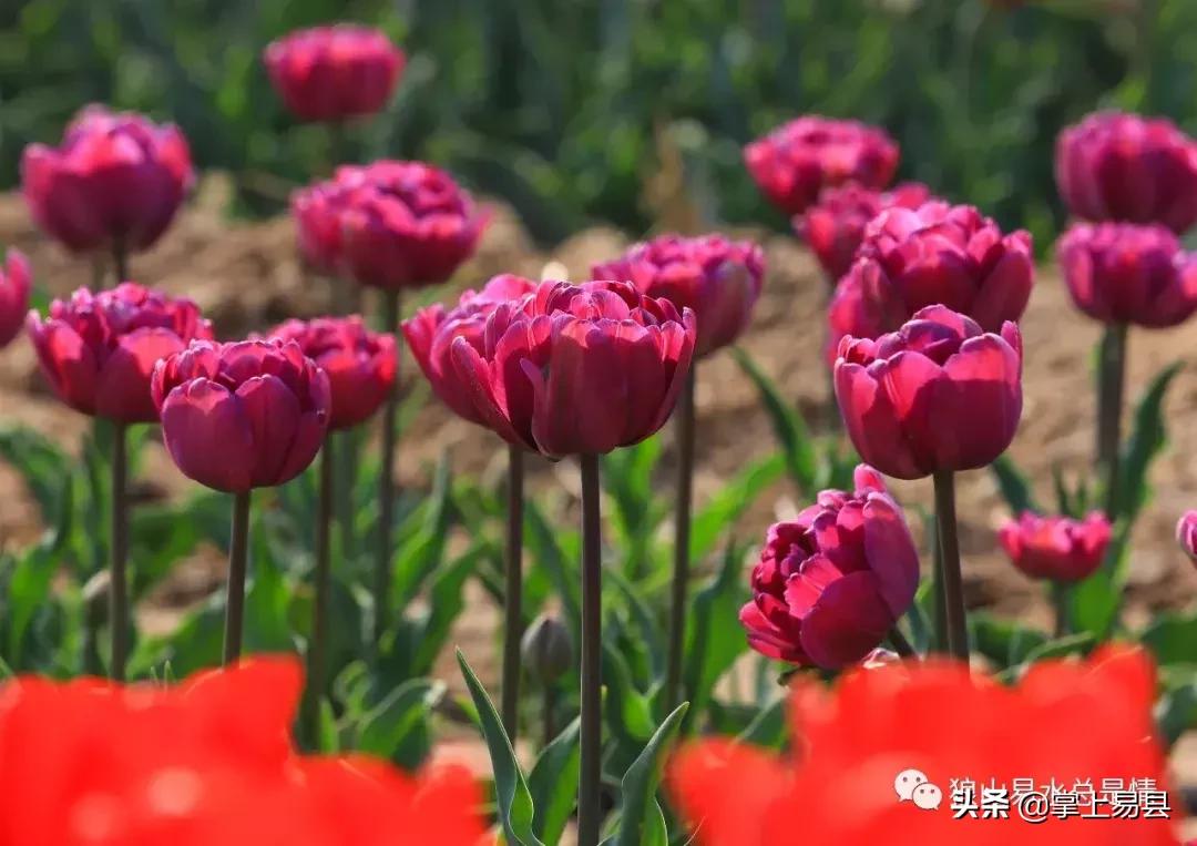 狼牙山下花如海李白诗赞郁金香