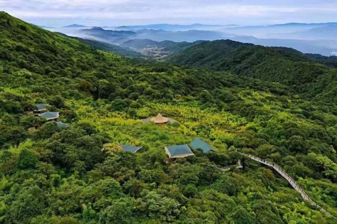 头顶“双蛇头”!巨型飞蛾在云南现身,展翅后比知名博主的脸还大