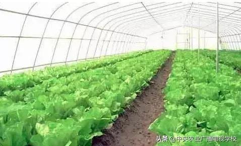 养殖棚怎么加湿,养殖棚通风最好方法