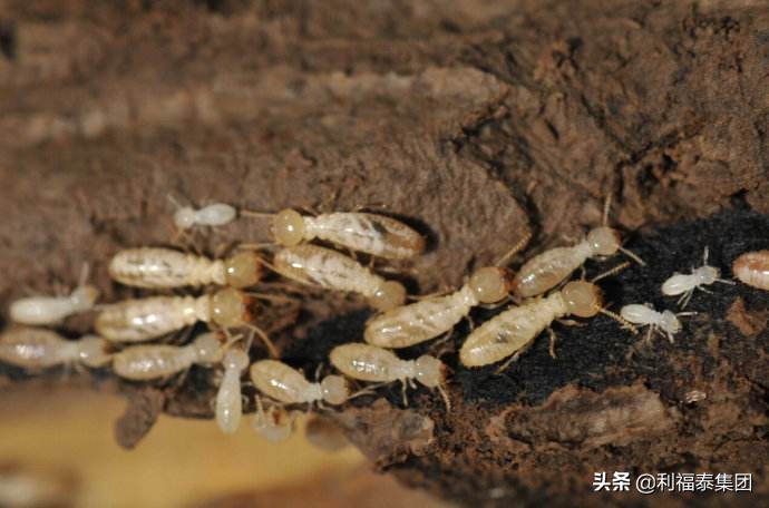 虫害和白蚁防治的专业设备,白蚁纷飞防治方法