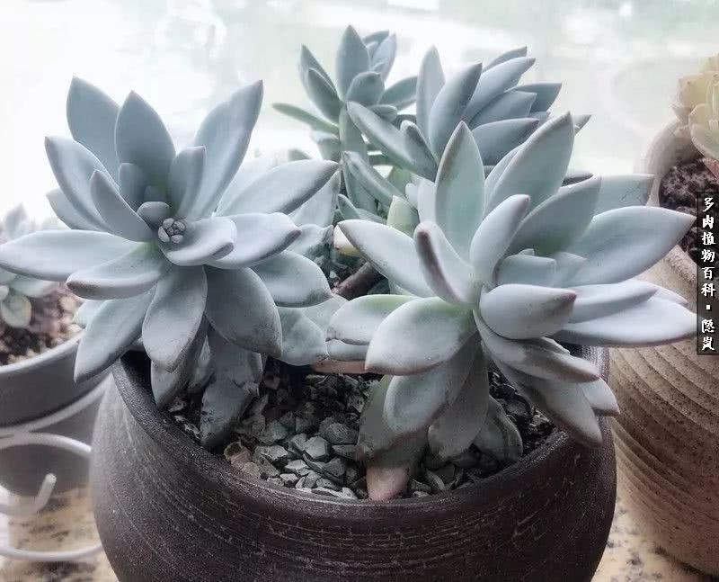 顺风不浪逆风不怂文字图片,顺风不飘逆风不怂绝境不慌