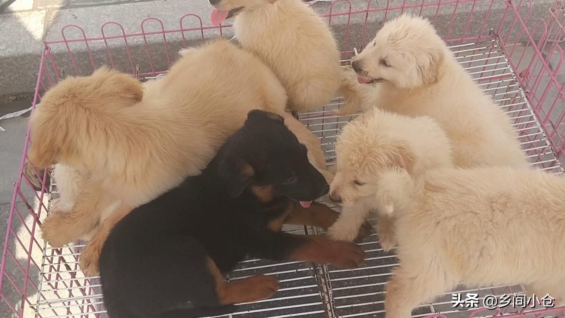 豫东最大狗市在哪里 (豫东南最大的狗市在哪里)