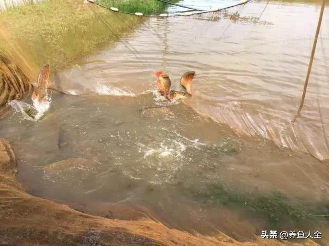 马来西亚买海鲜,怎么样直接从马来西亚购买龙鱼