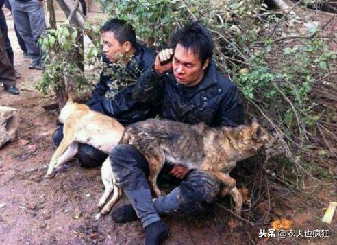 宠物狗被偷怎么处理好呢,偷狗贼把狗偷走干嘛