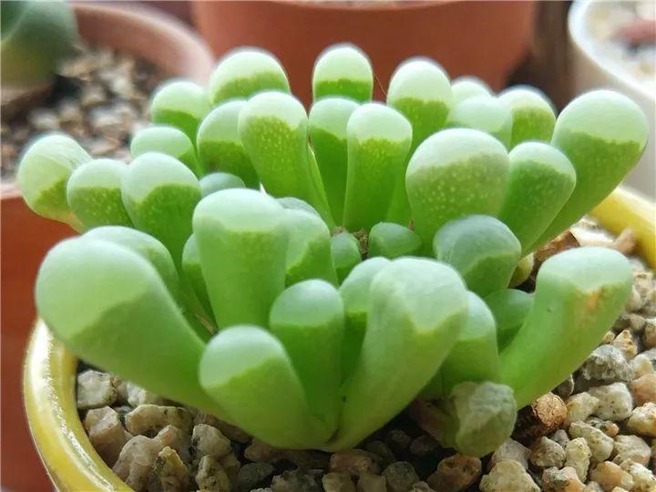 100种常见多肉的养法图片大全,60种好度夏的多肉植物