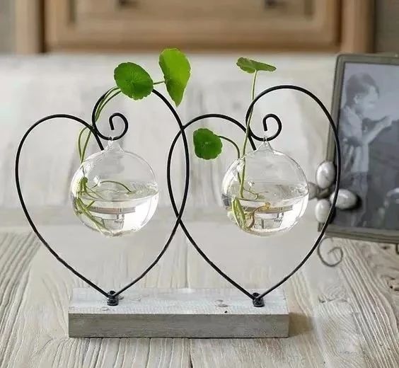 在家里面适合养什么水培植物,最适合家里养的水培植物