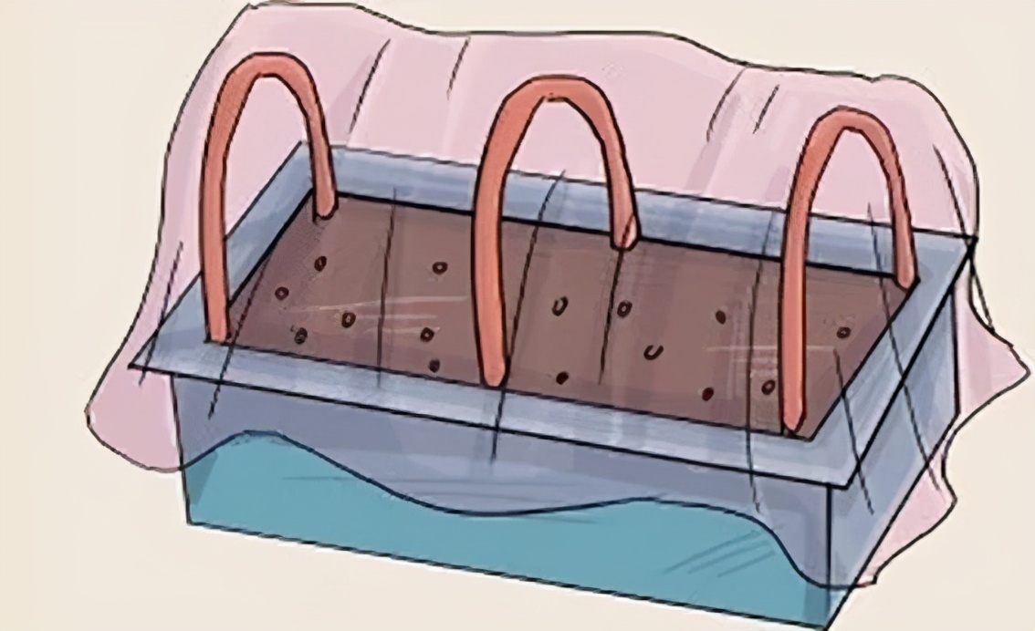 盆栽毛豆的种植方法和技术,盆栽毛豆种植方法