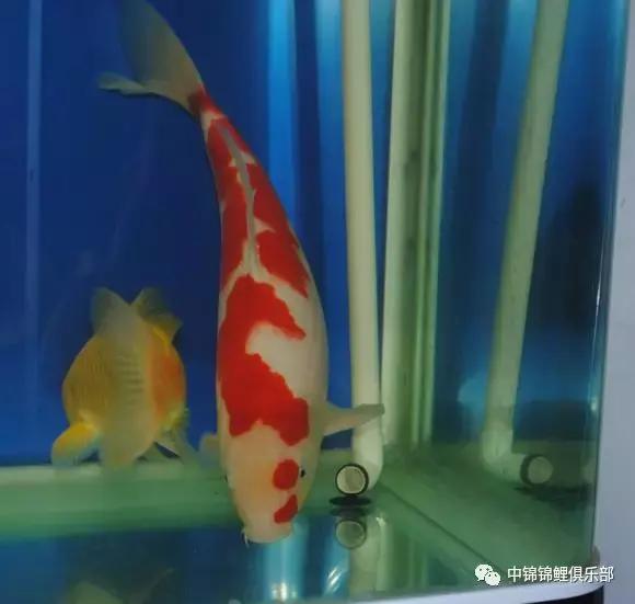 院子鱼池养入门锦鲤,新手养锦鲤和金鱼要用哪些设备