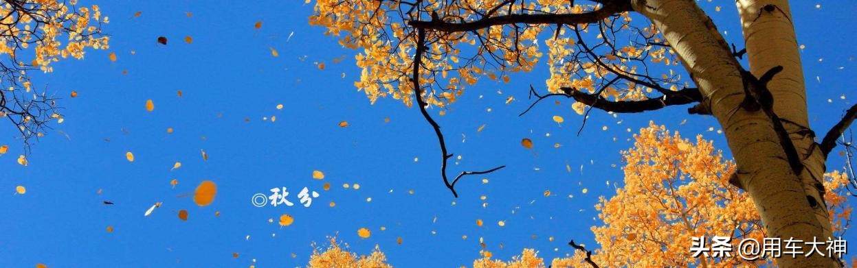 流浪猫进发动机舱,发动机舱进猫怎么防治