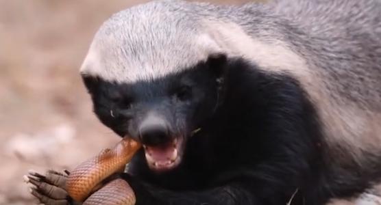 蜜獾平头哥发脾气,蜜獾平头哥对人友好吗