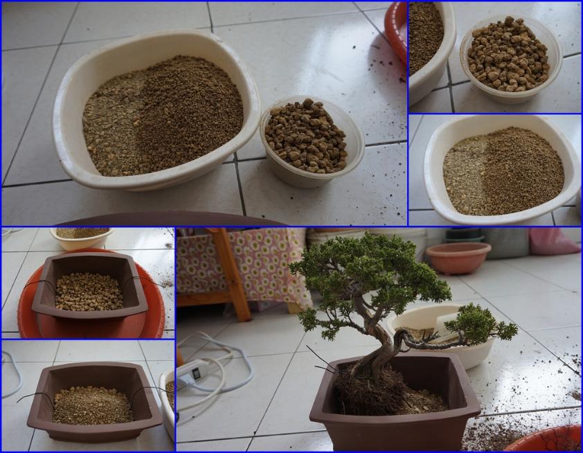 鱼川真柏盆景养殖方法,从养多肉到盆景