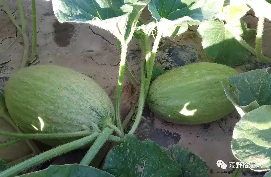 四川适合种植哈密瓜甜瓜品种,甜瓜种植技术新疆哈密瓜
