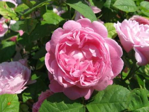 最特别的月季品种玛丽玫瑰,月季界的妖花-玛丽玫瑰