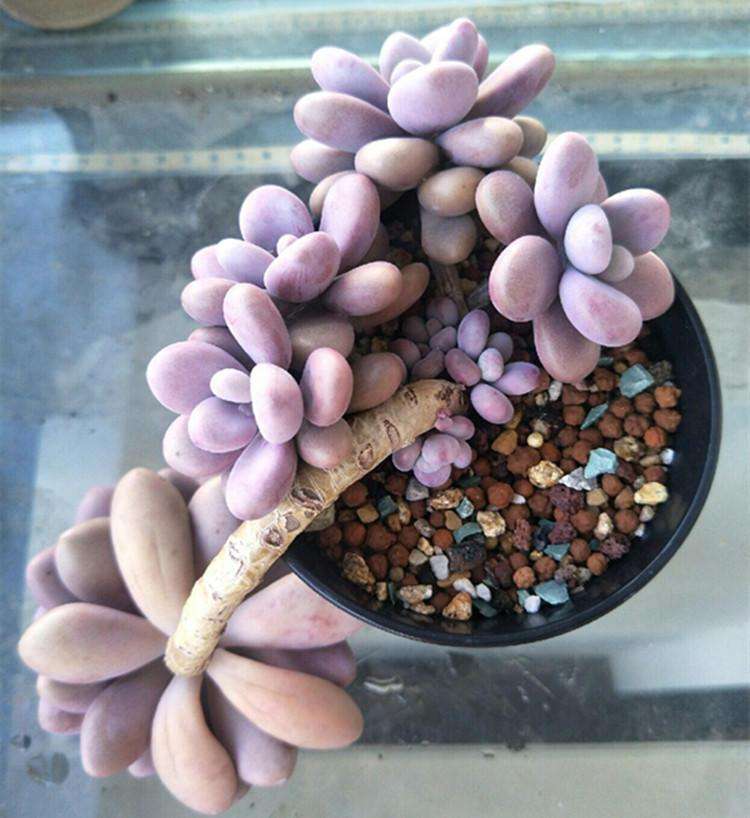 多肉中不易徒长的品种,多肉徒长的三个秘密