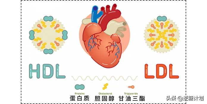 糖类和血脂的区别,糖类吃多了会引起血脂粘稠吗