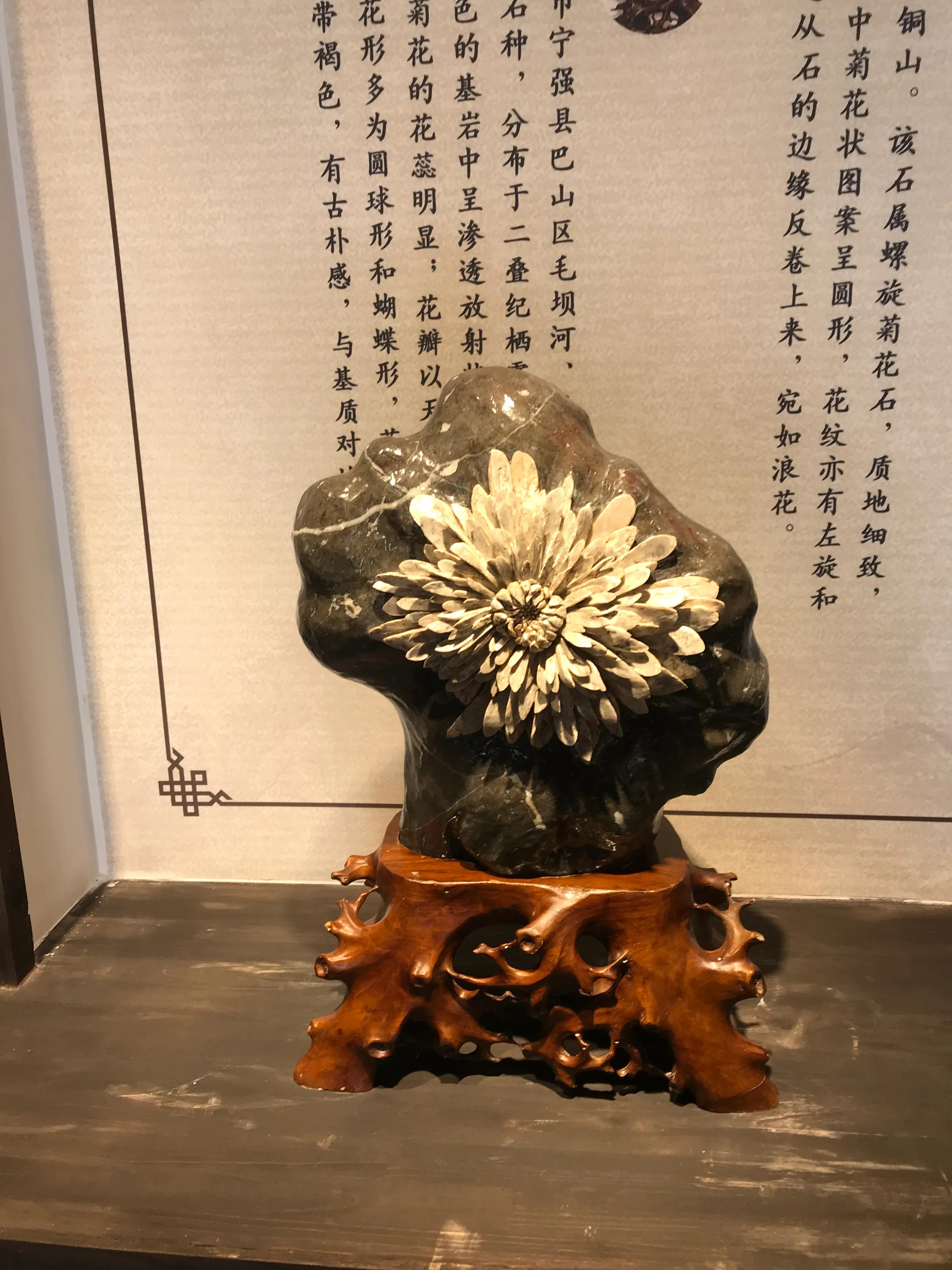 洋沙湖湿地公园游记,洋沙湖游记作文