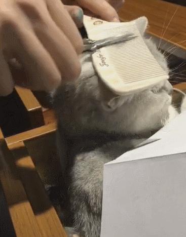 防止猫咪中暑的4个小妙招,夏天怎么给猫咪防暑