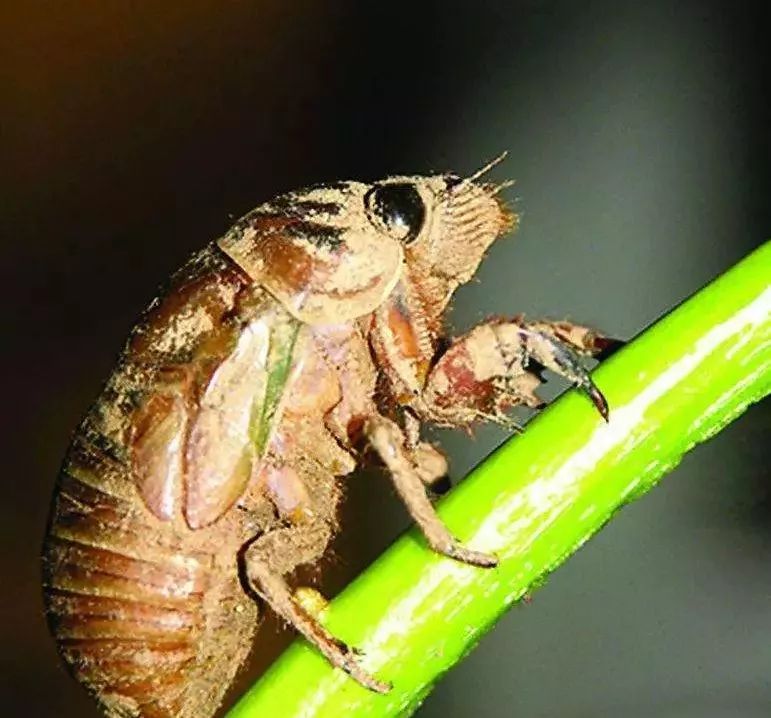 免费提供金蝉养殖技术,金蝉养殖实用技术电子书