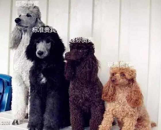 泰迪和贵宾是一种狗吗,巨型泰迪和巨型的贵宾