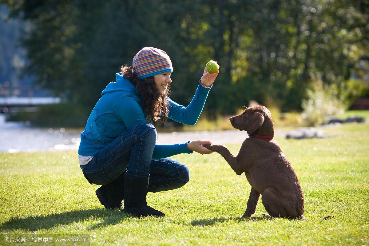 训练拉布拉多犬视频教程全集,如何训练拉布拉多犬教程