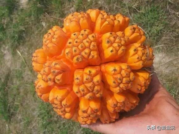 滴血莲花菩提子盘玩10年效果图,最简单菩提盘玩方法